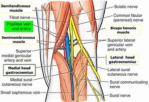 Image result for Plantar Artery