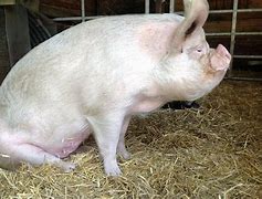 Image result for White Bush Pig