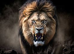 Image result for White Lion Angry