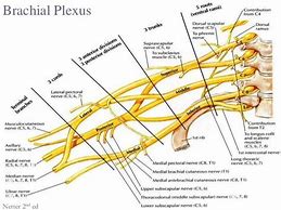 Image result for Brachial Plexus Posterior View