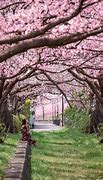 Image result for What IA Cherry Blossom Flower