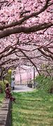 Image result for Cherry Blossom Characteristics