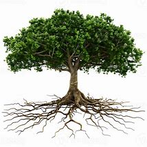 Image result for Tree Roots PNG