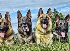 Image result for K9 Wallpaper