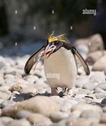 Image result for Linux Penguin Eating Fish