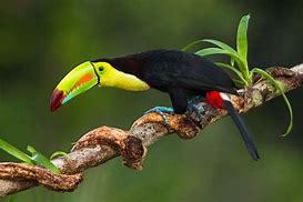 Image result for Rainforest Animals Toucan