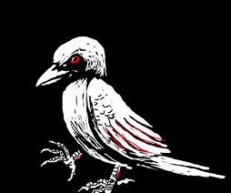 Image result for Albino Crow