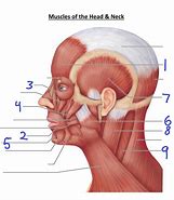 Image result for Head Muscles Side View