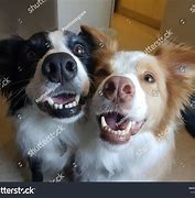 Image result for Pair of Smiling Dogs