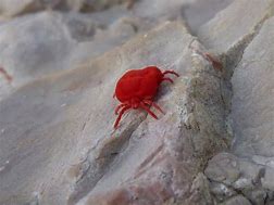 Image result for Red Insect Bug