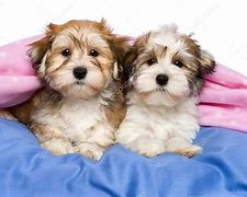 Image result for Cute Havanese Puppies