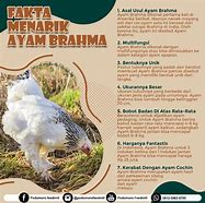 Image result for Jenis Pakan Ayam