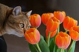 Image result for Spring Cat Wallpaper