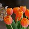 Image result for Spring Cat Screensavers