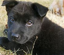 Image result for Black Akita Puppies