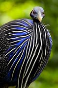 Image result for Scarlet Blue Chicken