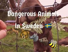 Image result for Sweden Animals Names