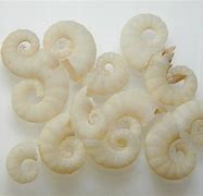 Image result for Spirula Cephalopod