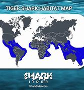 Image result for Tiger Shark Location