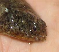 Image result for Baby Alive Flounder