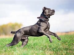 Image result for Big Fighting Dogs