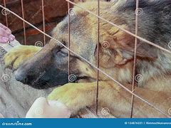 Image result for Sad German Shepherd