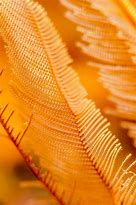 Image result for Quill Bird Images