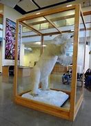 Image result for Kodiak Bear Anchorage Airport