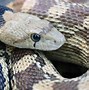 Image result for How to Catch Snakes