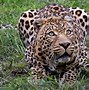 Image result for Wildlife Wall Placqus