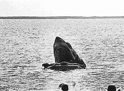 Image result for Girl From Jaws