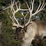 Image result for Car Reindeer Antlers