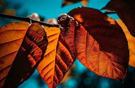 Image result for Autumn Sunset Maple Tree