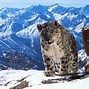 Image result for Snow Leopard Fight