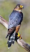 Image result for Immature Merlin Bird