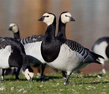 Image result for Barnacle Geese