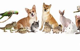 Image result for Copyright Free Pets