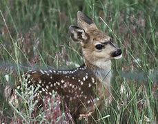 Image result for Newborn Deer Fawn