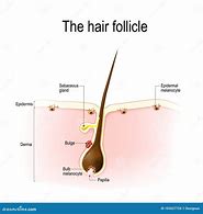 Image result for Hair Follicle Anatomy