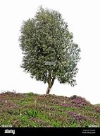 Image result for White Olive Tree