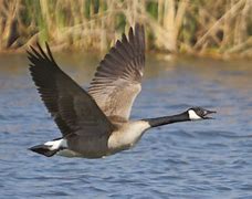 Image result for Canada Goose Species