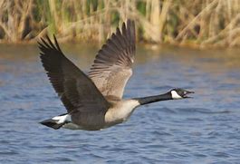 Image result for canada goose predators