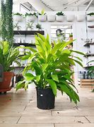 Image result for Dracaena Limelight