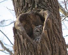 Image result for barred owl nest box camera