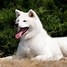 Image result for White Female Akita