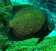 Image result for Key West Coral Reef