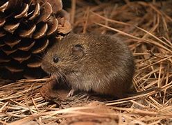 Image result for Eastern Meadow Vole