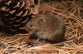 Image result for Baby Black Meadow Vole