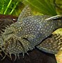 Image result for Bottom Feeder Fish for Koi Pond