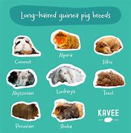 Image result for Long Hair Guinea Pig